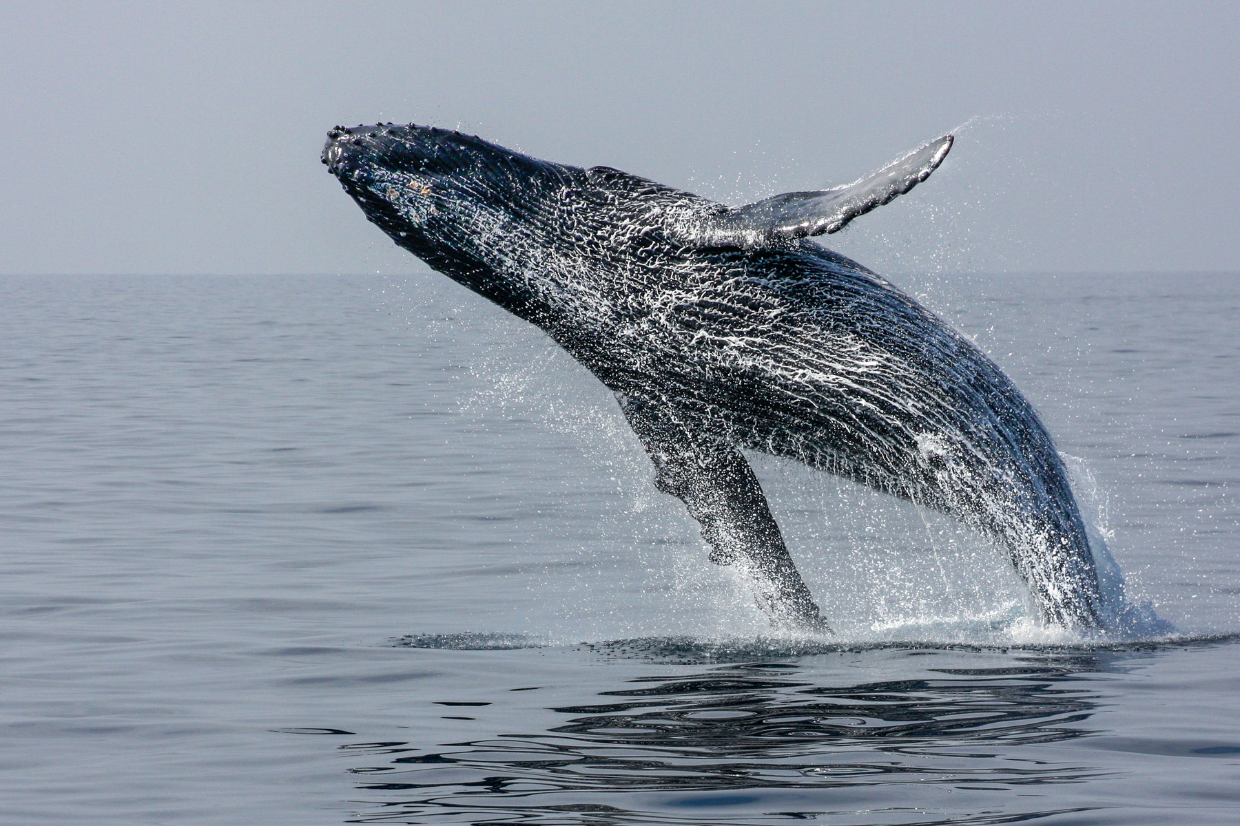 Breaching hump back whale